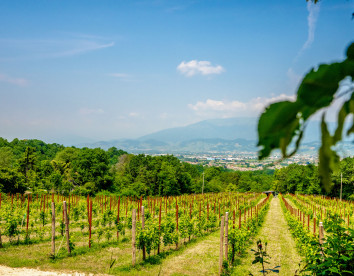  Gatto in vigna
