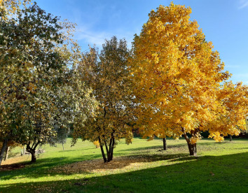  Gatto in vigna
