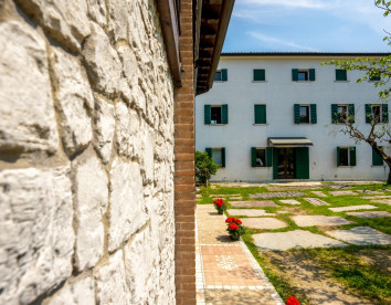  Gatto in vigna