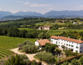  Gatto in vigna