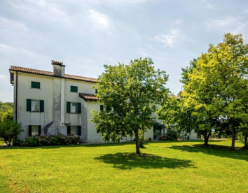  Gatto in vigna