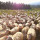 preview image20 animali