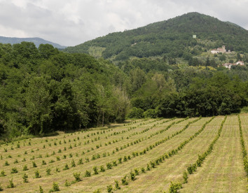 Di là dall'acqua 