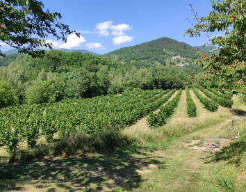 Di là dall'acqua 