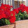 preview image18 dettaglio