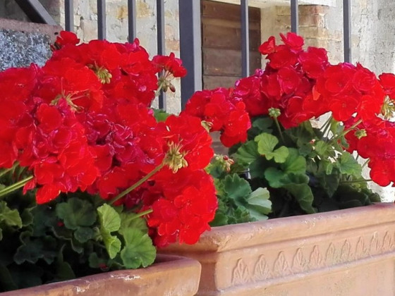 Fattoria di Rigone  foto 4