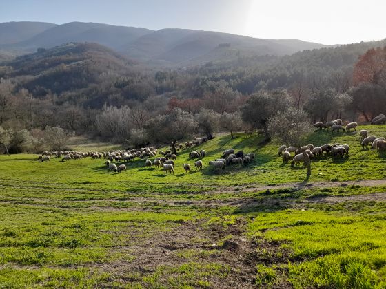 Tenuta San  Felice - foto 3