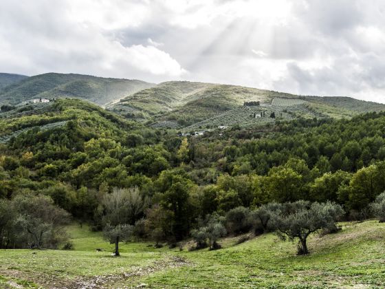 Tenuta San  Felice - foto 5