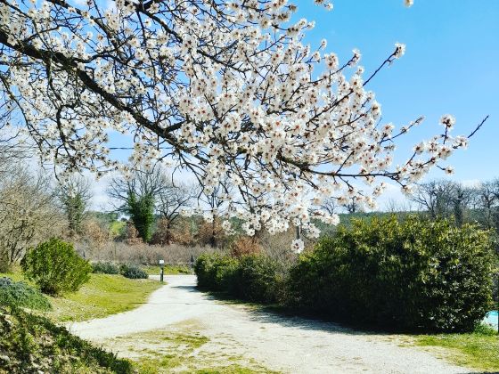Tenuta San  Felice - foto 7