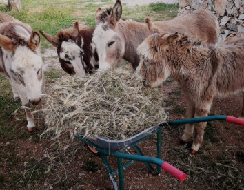 Masseria La Gatta Matta