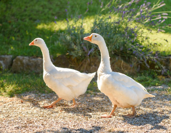 Fattoria Capobianco