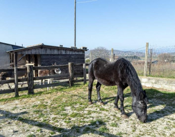 La vecchia fattoria