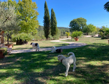 Podere Agrituristico Luchiano