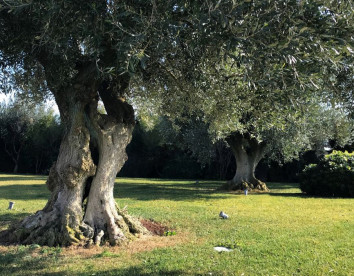 Relais Masseria della Colomba