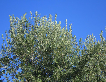 La Fredda