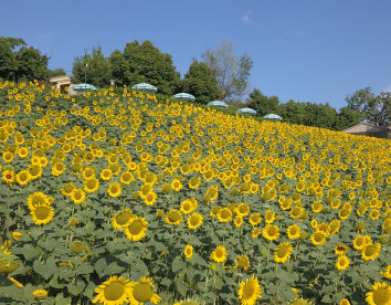 le querce