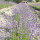 preview image11 dintorni
