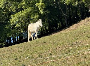 Podere Badia Valdrago - Lernbauernhöfe