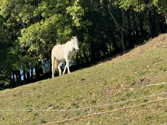Podere Badia Valdrago - foto 10