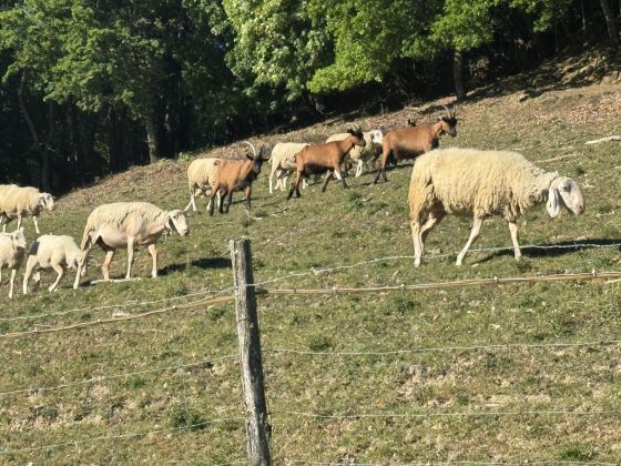 Podere Badia Valdrago - foto 9
