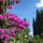 preview image12 giardino