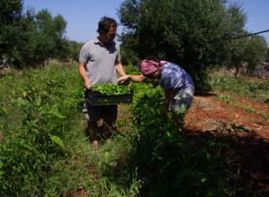 image7 Bellolio In Masseria Acciano