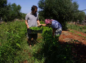 image5 Bellolio In Masseria Acciano