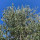 preview image3 giardino