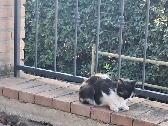 La Quiete  - foto 7