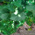 preview image6 gatti