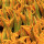 preview image1 produzione