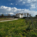 Le Marognole