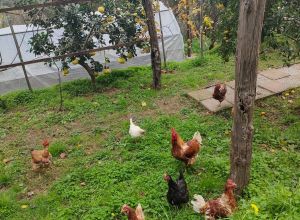 Fattoria di Grenne - Azienda Agrituristica Piccolo - Lernbauernhöfe