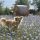 preview image6 cani