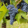 preview image12 esterno