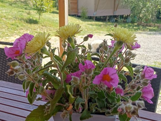 Podere Angiotto AgriSportGlamping - foto 29