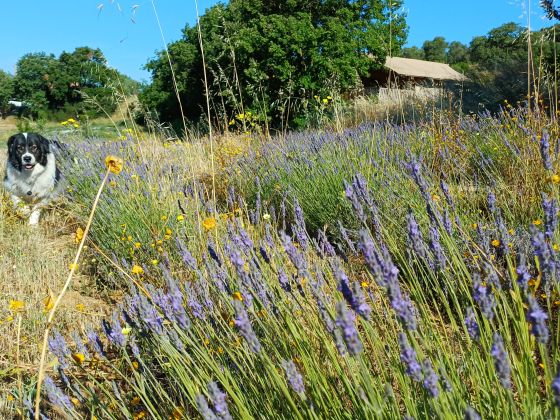 Podere Angiotto AgriSportGlamping - foto 16
