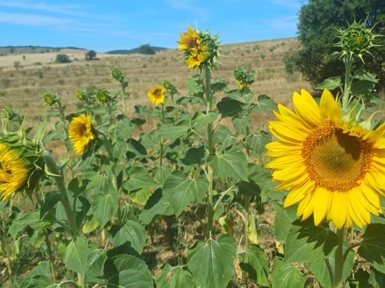 Podere Angiotto AgriSportGlamping - foto 15