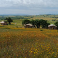 Podere Angiotto AgriSportGlamping