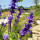 preview image10 esterno
