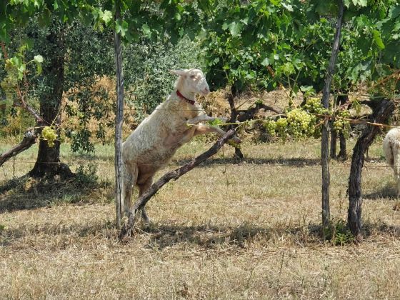 VioVillas Agriturismo Glamping Arezzo - foto 25