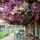preview image5 giardino