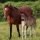 preview image3 animali