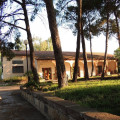 Agrifoglio
