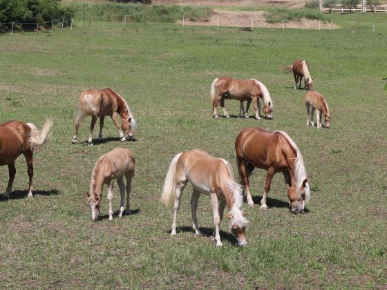 Le Sorgive - foto 3