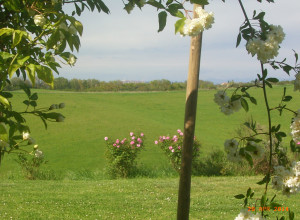image9 Vigliano