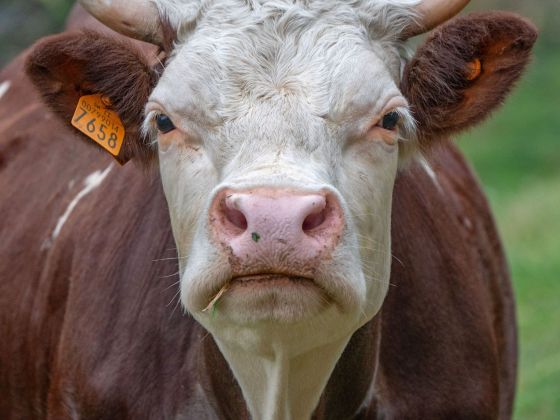 la clochette foto animali 14