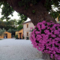 Il Vecchio Scornabecco