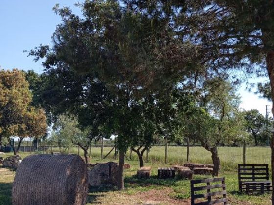 Supramurgia Agribistrot foto esterno 11