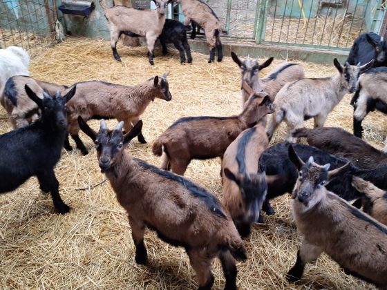 Al Marnich foto animali 12